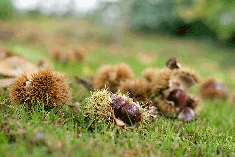 Kastanjes in het gras die uit hun schil komen